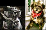 Psychic Pet Control DSPP