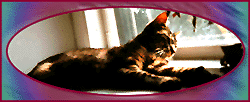 Window Clyde